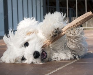 Maltese puppies in Houston Tx on patio enjoy play time with stick