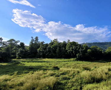green at Green Acres Homestay