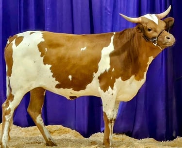 Miniature longhorn cow at a cattle show