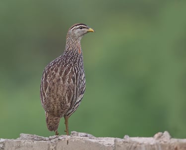Double-spurred Francolin: A Hidden Gem of the Grasslands The double-spurred francolin is a ground-dw