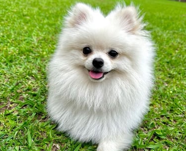 perro pomerania en venta