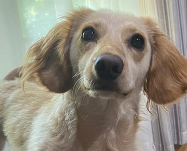 a dachshund is standing on a couch