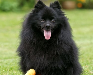 venta perro pomerania argentina