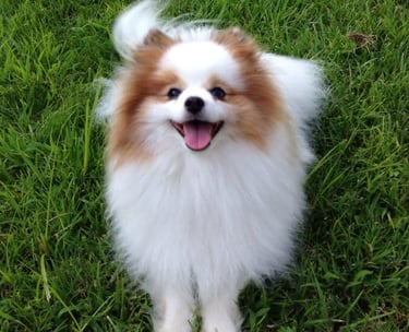 criadero cachorrito pomerania argentina