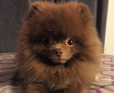 venta de cachorritos pomerania argentina