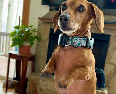 a dog is standing on its hind legs on a blanket