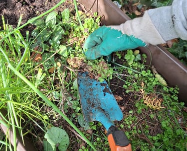 a person is diging up plants with a showel