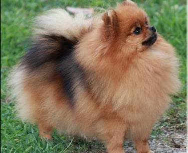 perrito pomerania argentina