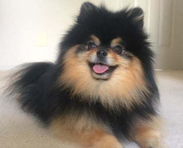 venta de cachorro pomerania en argentina
