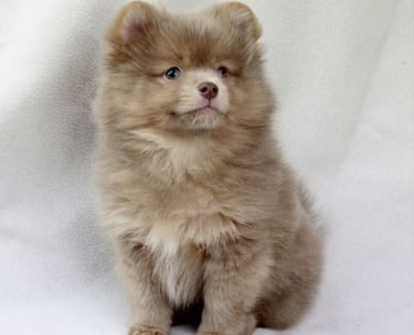 venta cachorro pomerania 