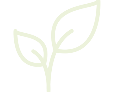 a green leafy plant with a green leaf