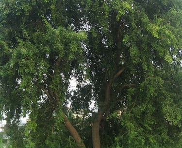 bois de Violette (Jacaranda)
