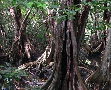 Moutouchi