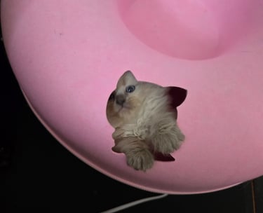 Texas Siberian kitten