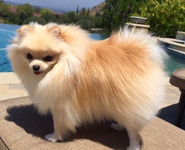 venta cachorro pomerania argentina
