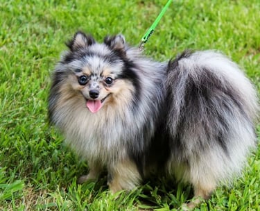 venta cachorro pomerania buenos aires