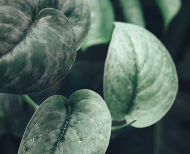 Silver blister variegation on a Scindapsus Silver Hero plant