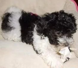 black and white puppy playing 