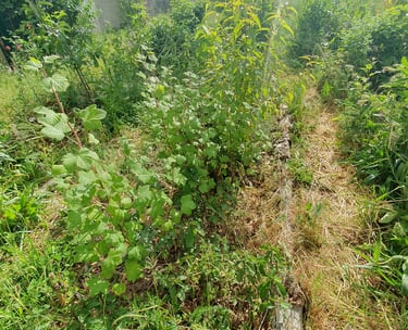 syntropie verger syntropique petits fruits