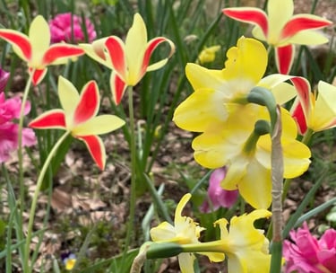 TULIPEJ AUNE ET ROUGE