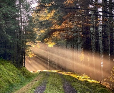 Woodland walks on our doorstep
