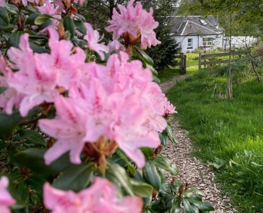 Stunning flowers in the garden
