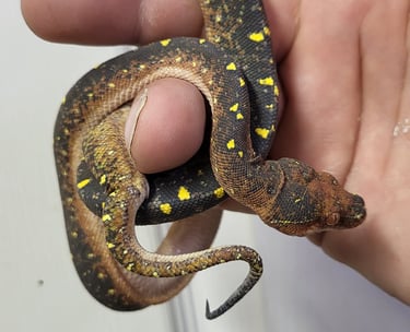 Green Tree Python - Pet Den