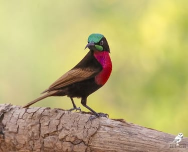 Splendid Sunbird on a log | Birding Adventures Gambia