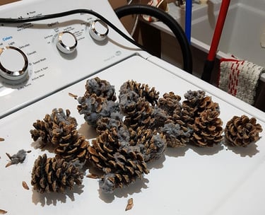 Pine cones removed from the dryer exhaust vent