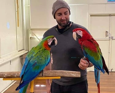 Hand raised macaws parrots at Exotic macaw parrot shop