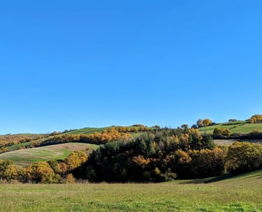Paysage d'un champ et de bois