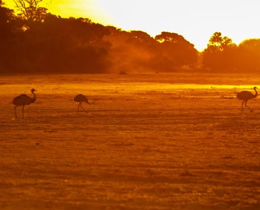 Birds at sunset in Piuval Lodge
