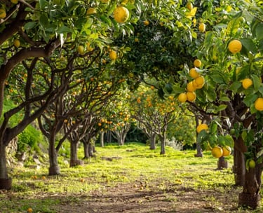 Citronnier du Ceylan