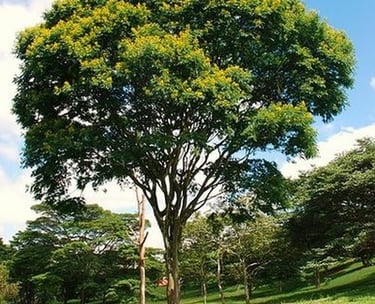 Pao Ferro (Bois de Rose)