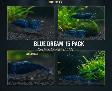 Blue Dream 15-pack colony starter showing high-density breeding group.