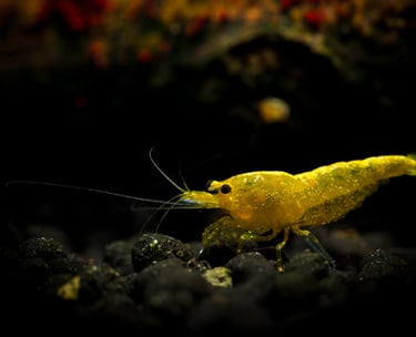 Yellow Dusk Ornamental Shrimp on dark substrate - Shell & Fin Collection