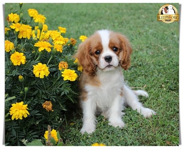 Sleepysong Kennel Cavalier King Charles male puppy