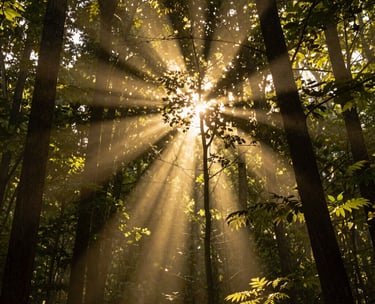 A vertical shot showing golden sunlight streaming through the leaves of a dense North American deciduous forest. The light creates soft, glowing flares and illuminates the dust motes in the air, conveying a sense of warmth, peace, and sacred space.