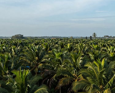 A panoramic photograph of a lush Southeast Asian / Indonesian palm oil plantation under a bright morning sky with muted blue tones.