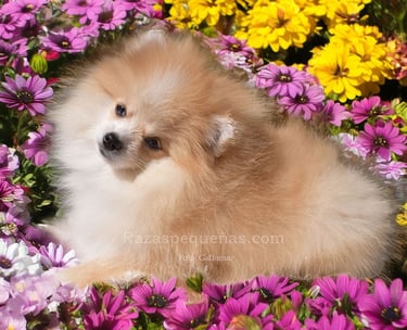 pomerania miniatura