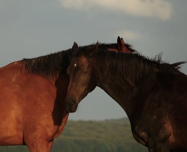 Nos chevaux pensionnaires du Manoir de Follemprise