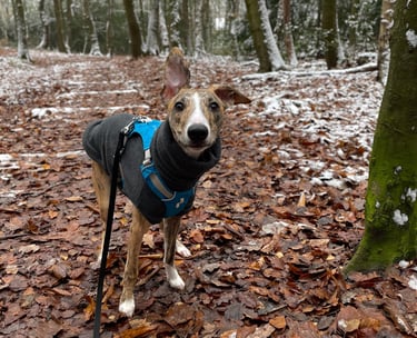 Red Brindle Whippet