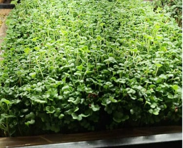  micro broccoli