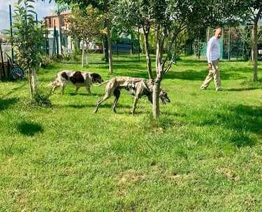 a man is walking with dogs in Kanyini center