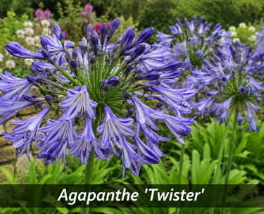 la fleur de Agapanthe 'Twister'
