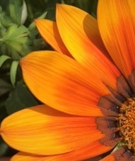 Kom tot volle bloei met Advaita Vedanta