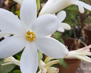 Kom tot volle bloei met Advaita Vedanta