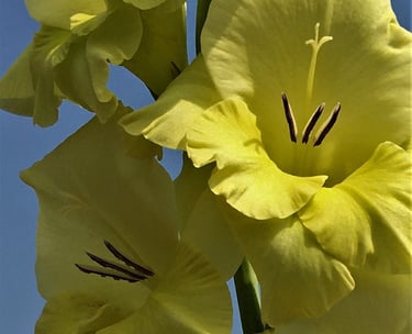 Kom tot volle bloei met Advaita Vedanta