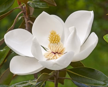 Magnolia en fleur sélectionné pour enrichir le patrimoine végétal de la Résidence Santini