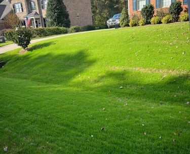 Professional lawn care service improving grass health and overall lawn appearance.